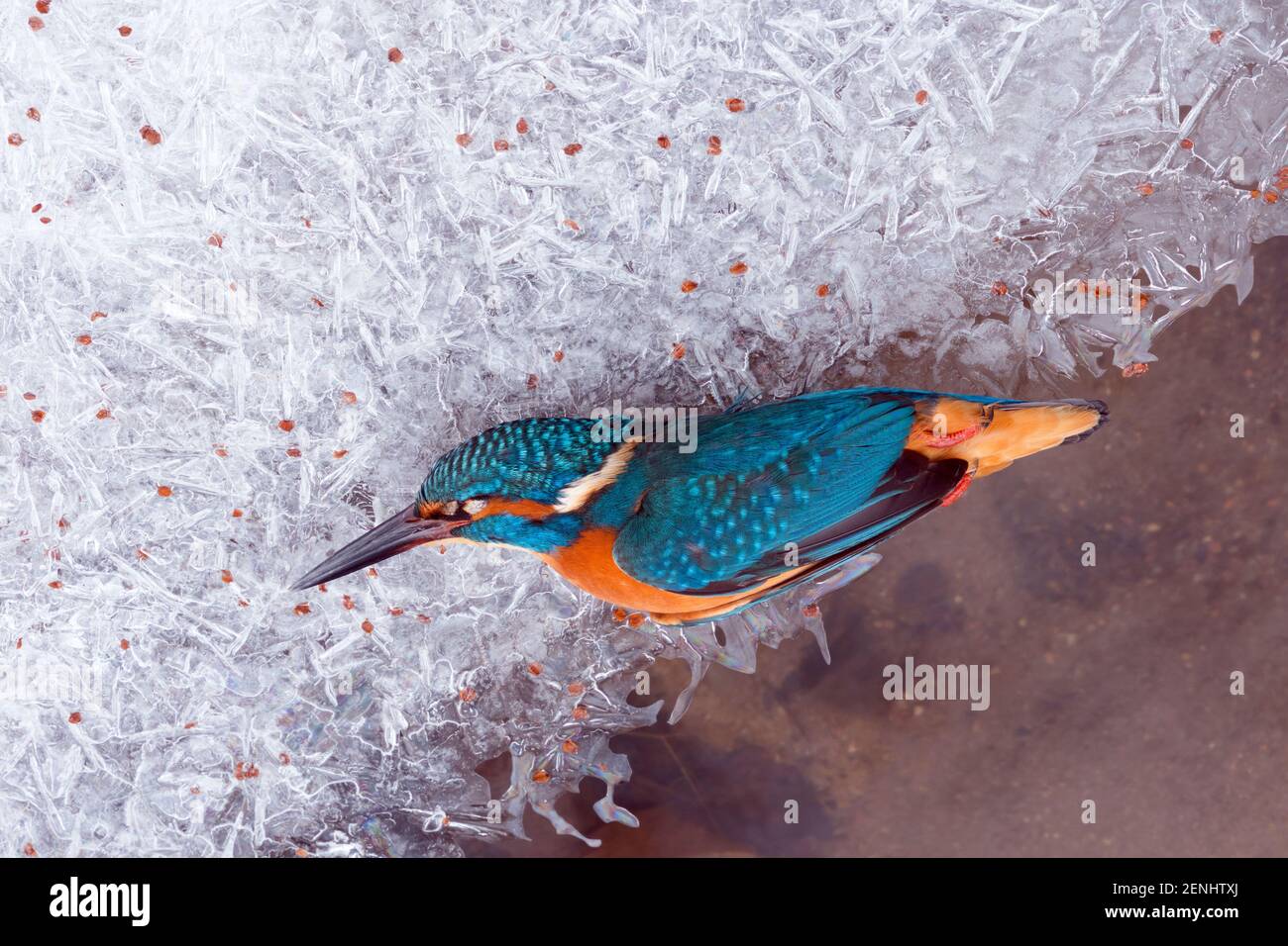 Toter Eisvogel; Alcedo atthis; Erfroren, Winter Stock Photo
