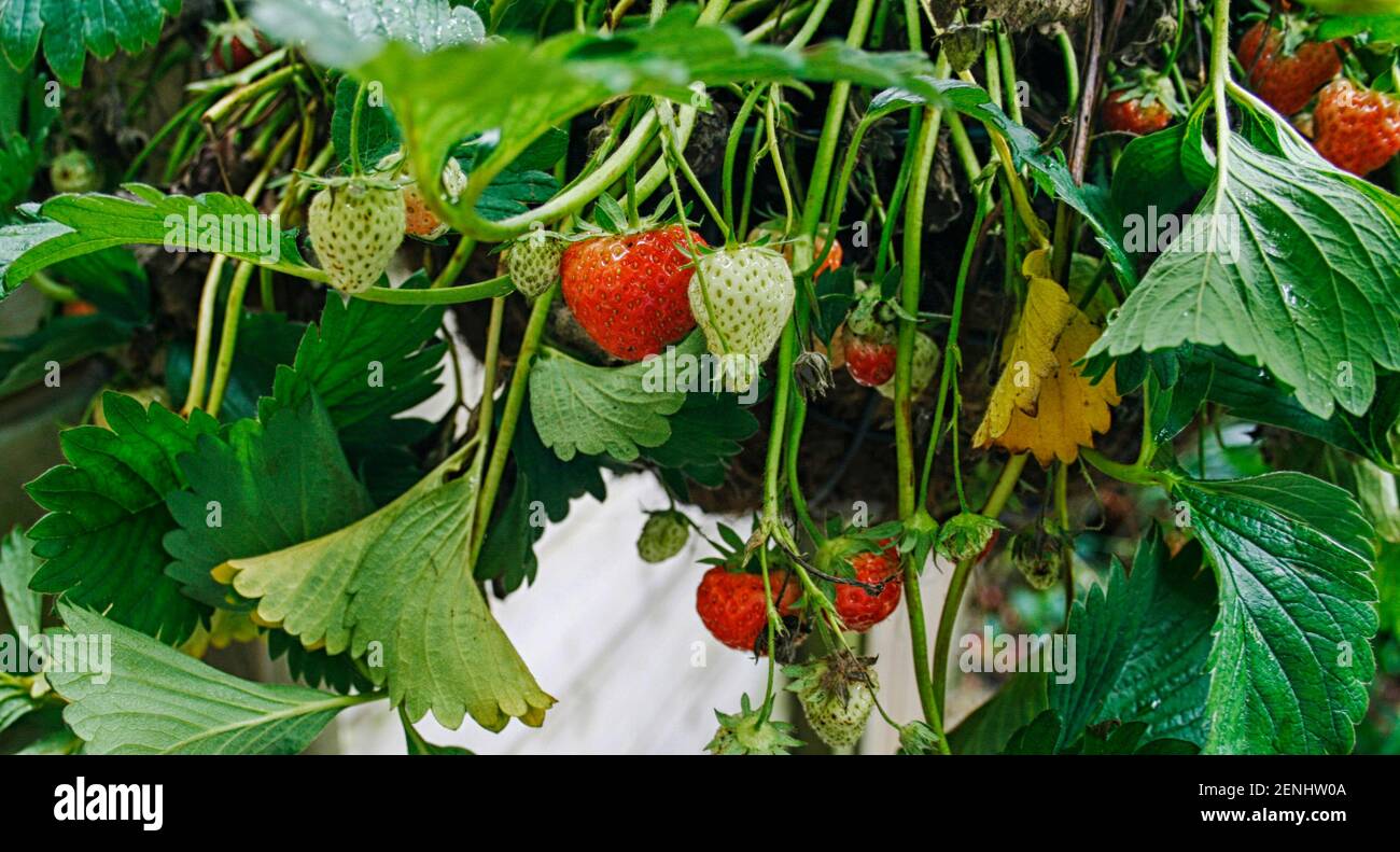 Strawberry plant with ripe and unripe fruit Stock Photo - Alamy