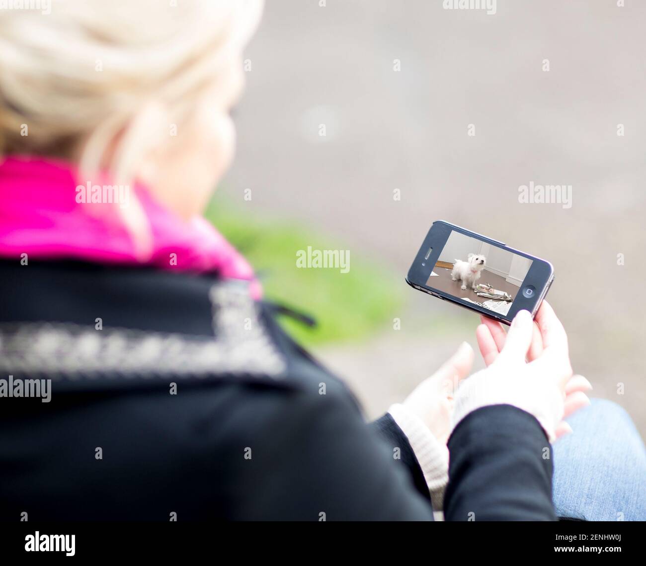 Pet camera screens and owners watching pets on mobile devices. Monitoring pets from park and office and spar. Stock Photo