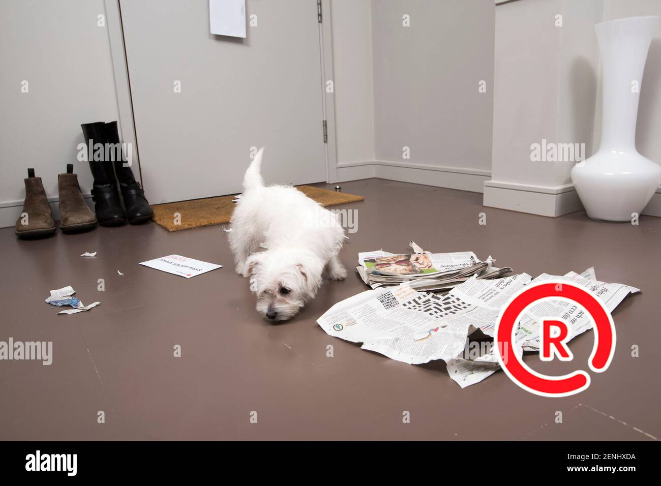 Pet camera screens and owners watching pets on mobile devices