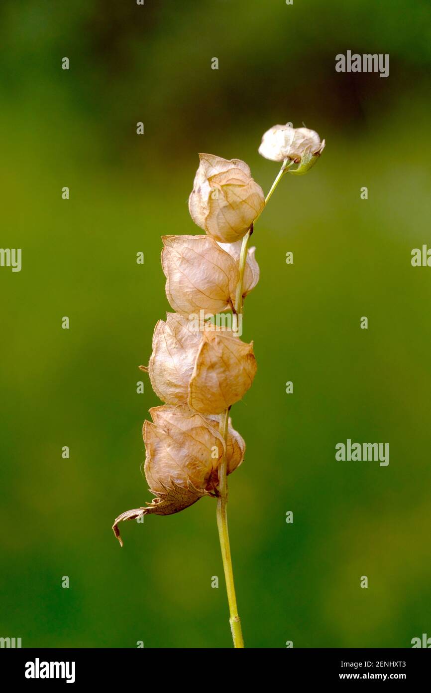 Kleiner Klappertopf, (Rhinanthus minorm) Lippenblütlerartige, Lamiales, Familie Sommerwurzgewächse (Orobanchaceae), Gattung Klappertöpfe (Rhinanthus) Stock Photo