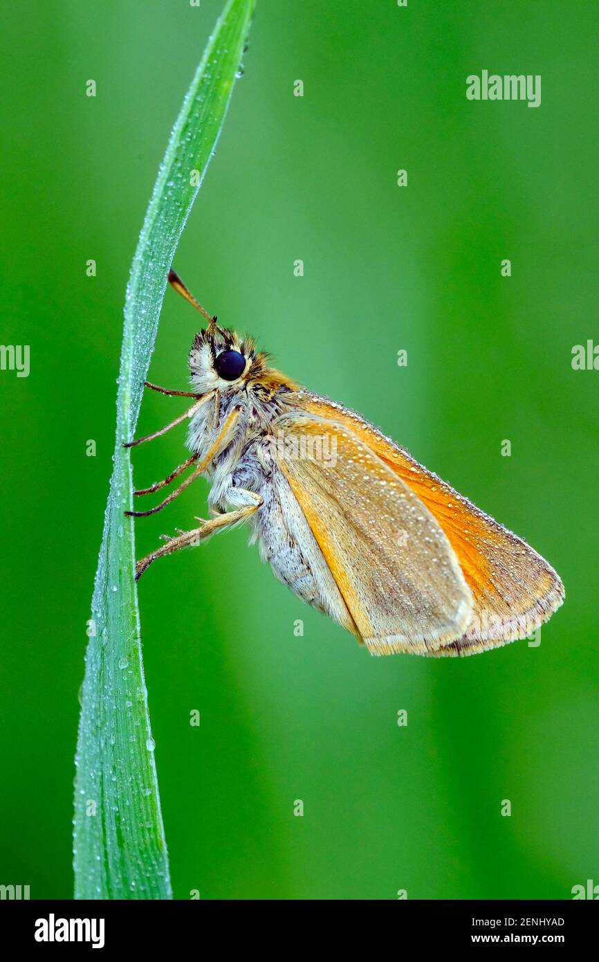 Schwarzkolbiger Braundickkopffalter, Thymelicus lineola, Klasse Insekten (Insecta), Ordnung Schmetterlinge (Lepidoptera), Familie Dickkopffalter (Hesp Stock Photo