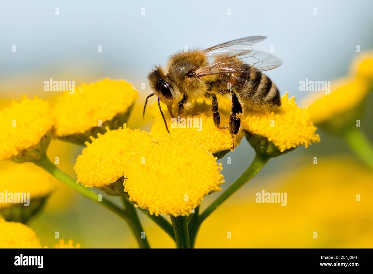Westliche Honigbiene, (Apis mellifera), Stock Photo
