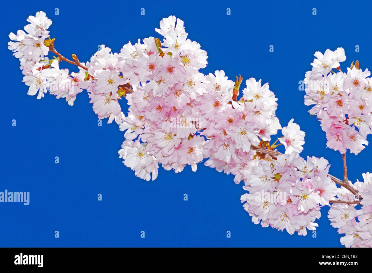 Prunus sargentii Accolade, Bergkirsche, japanische Blütenkirsche, Stock Photo
