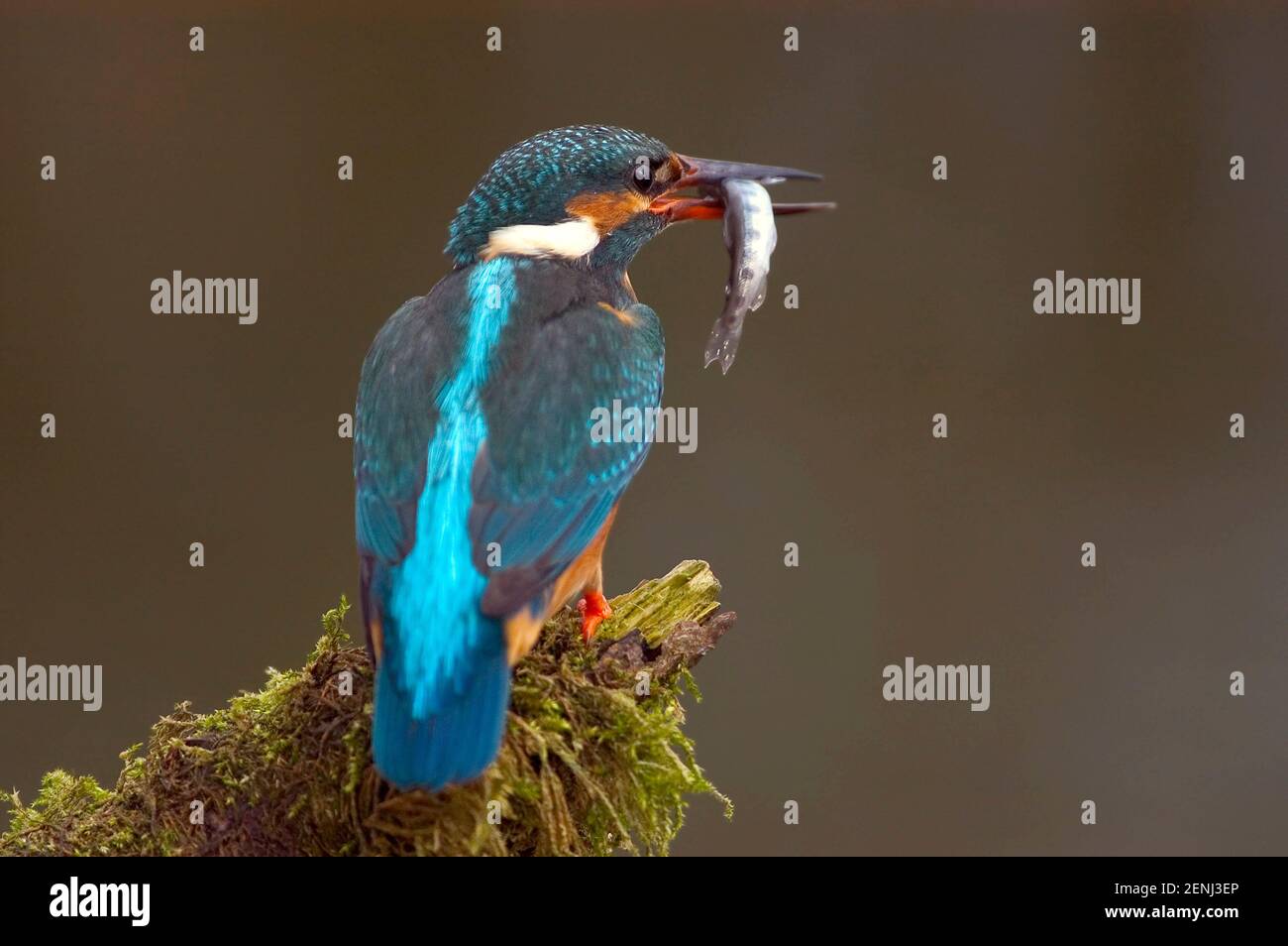 Eisvogel, River Kingfisher, (Alcedo atthis), auf Sitzwarte mit Fisch als Beute, Stock Photo