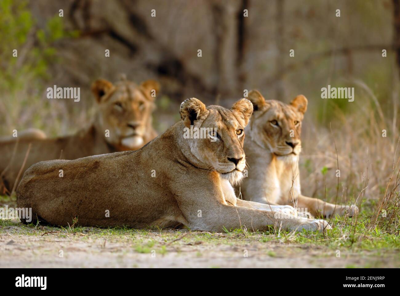 Drei ruhende weibliche Loewen, (Panthera leo), Stock Photo