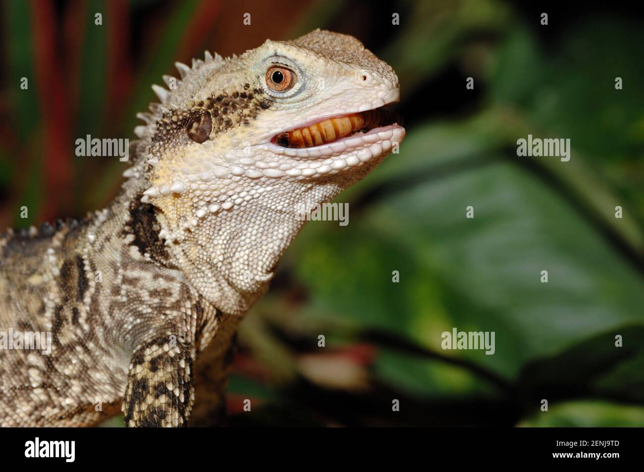 Tier; Tiere; Reptil; reptilien; wasseragame; Australien; australische, Agame; )Physignatus lesueurii); Portrait Stock Photo