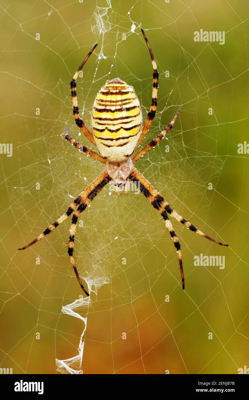 Tier; Tiere; Insekt; Insekten; Soinne; Spinnen; Wespenspinne; Zebraspinne; Spider; (Argiope bruennichi); Stock Photo