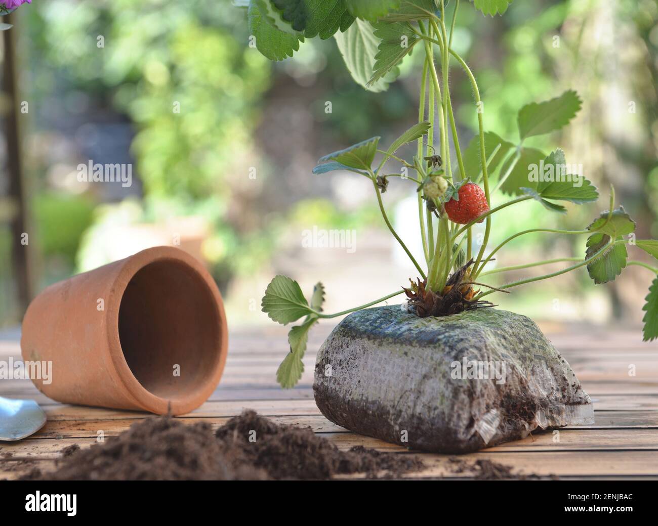 strawberry plant in soil growing without pot put on a garden table ...