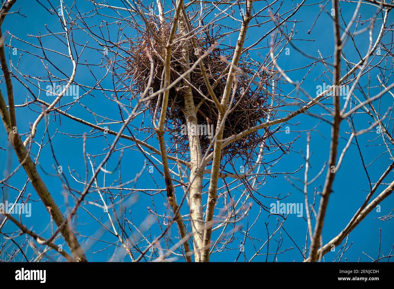A big bird nest standing on dried and withered tree branches together