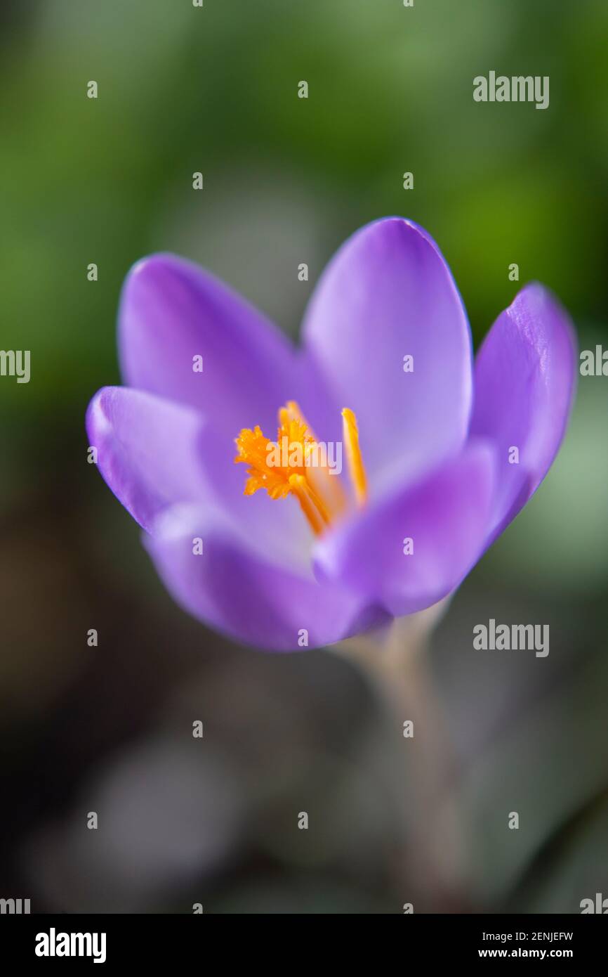 Purple Crocus flower Stock Photo