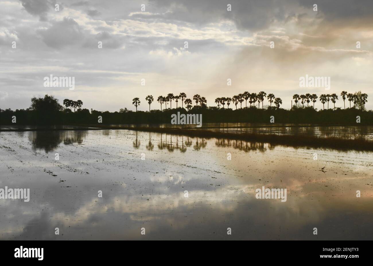 silhouette sugar palm tree on sunset sky in paddy field Stock Photo - Alamy