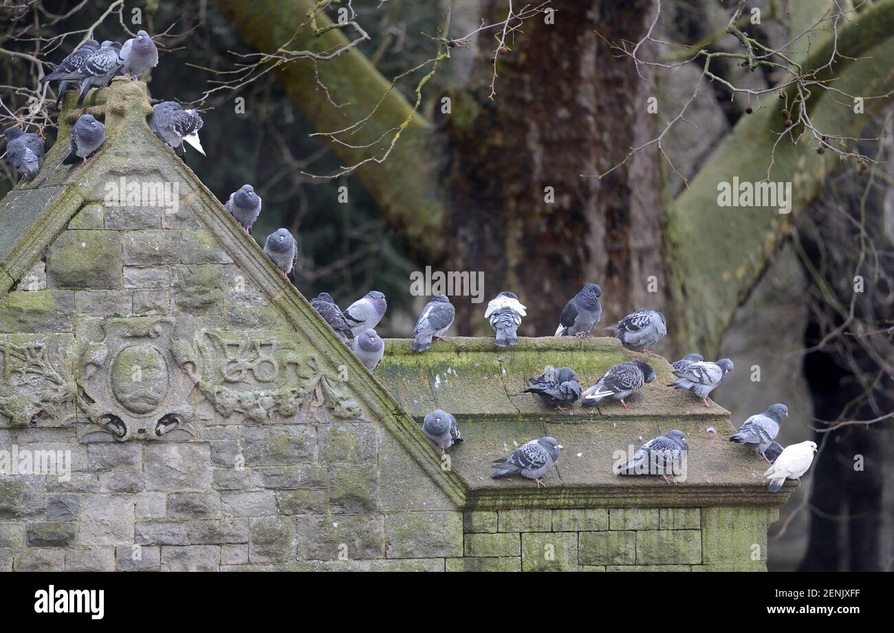 Maidstone, Kent, UK. Pigeons roosting on a stone arch by the river Stock Photo