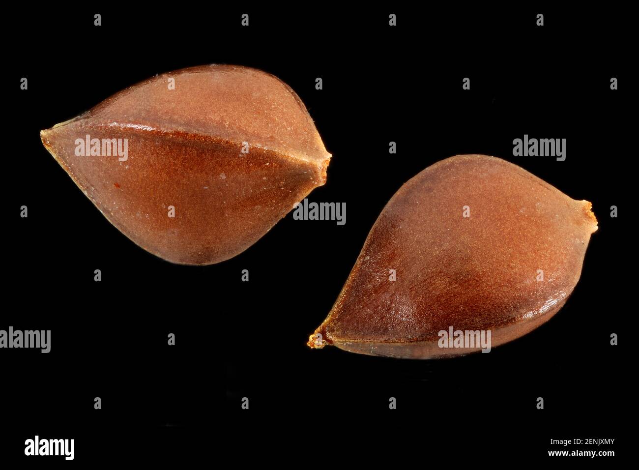 Rumex obtusifolius, Broad-leaved dock, Stumpfblättrige Ampfer, close up, seeds,  2-3 mm long Stock Photo