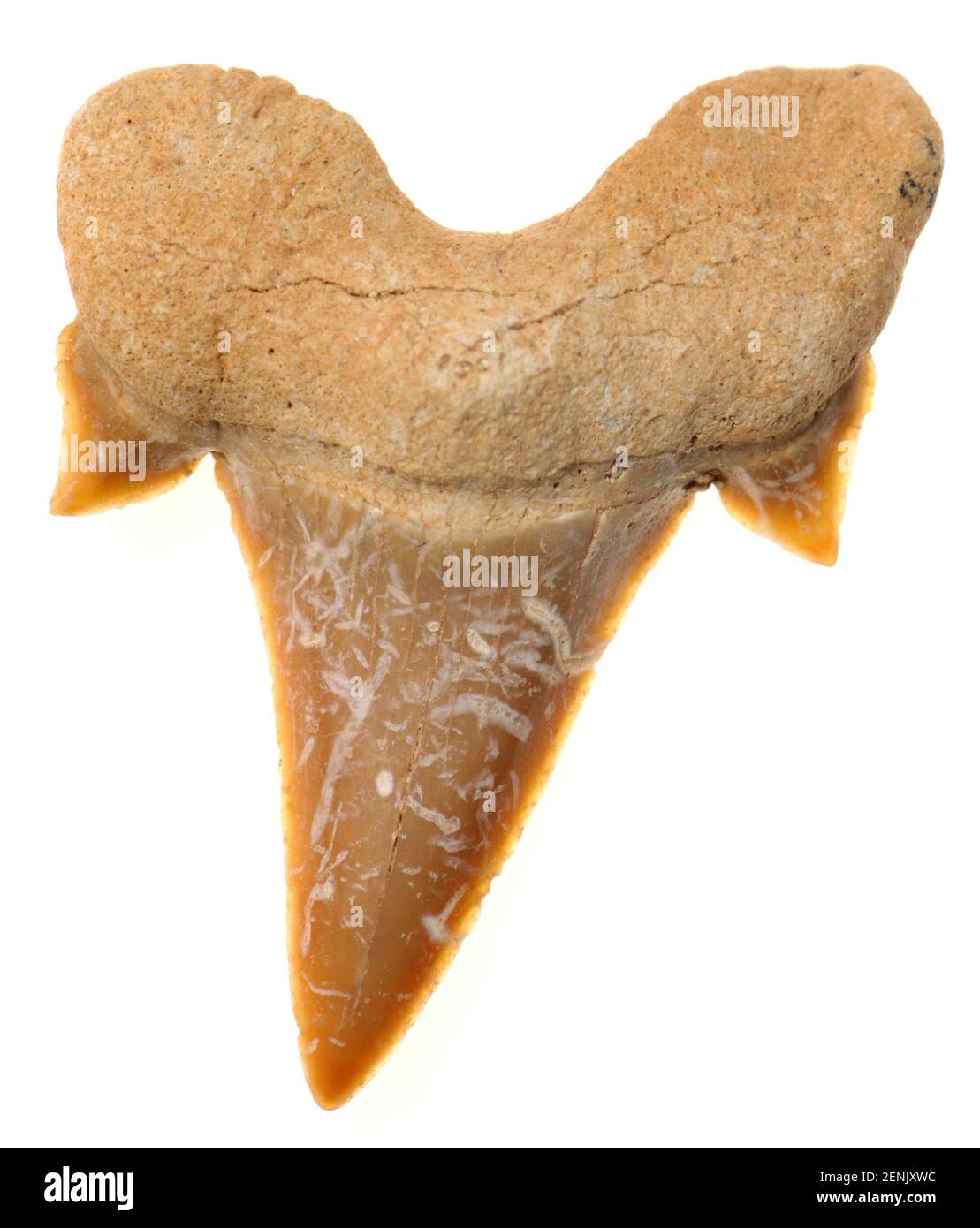 Achersoni shark's tooth Species Serratolamna aschersoni extinct