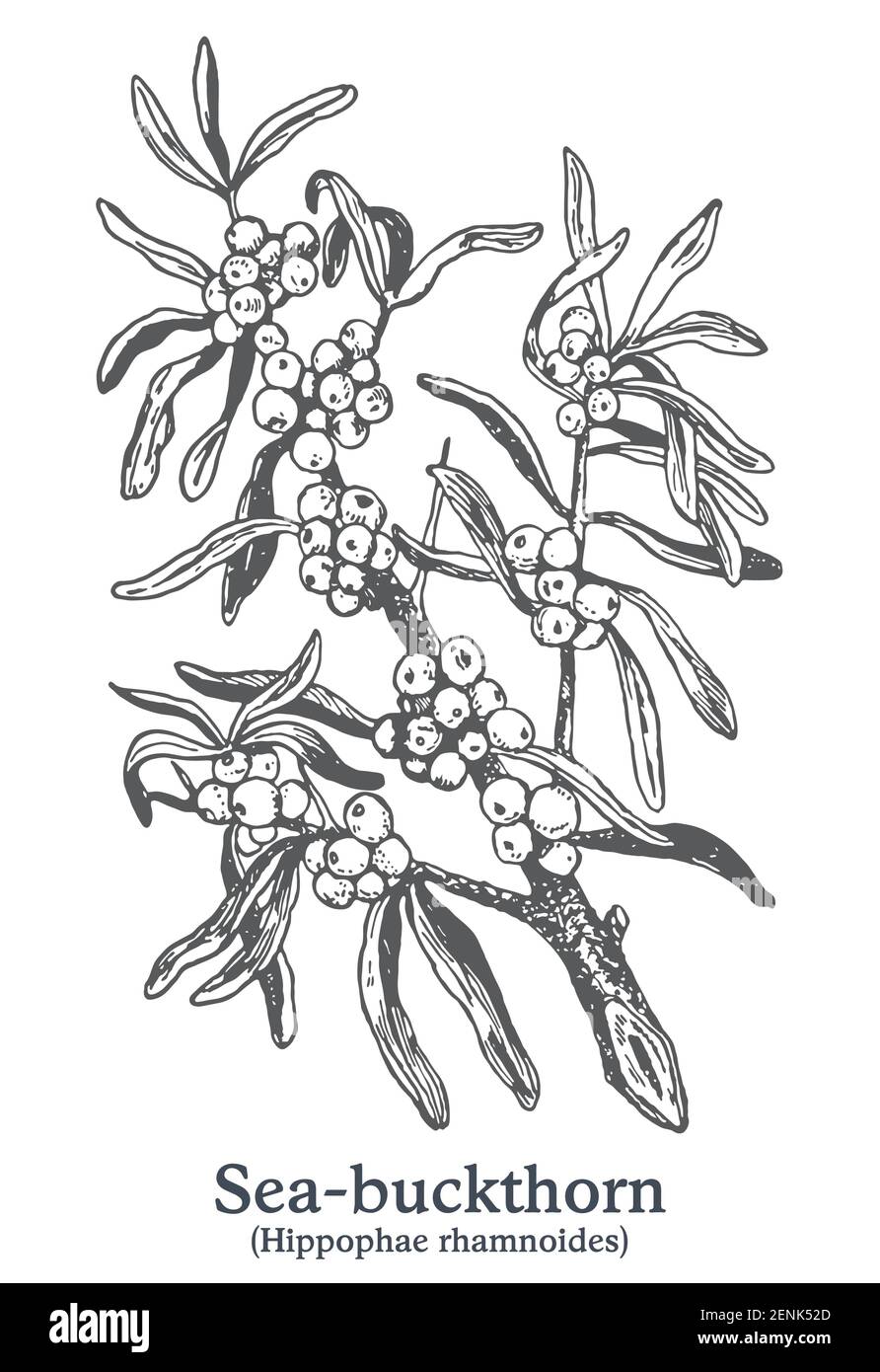 Cactus Plant in Pot Sketch Vector Illustration by AlexanderPokusay