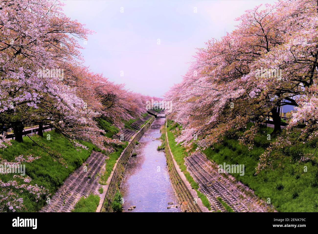 Sakura in Nara Stock Photo Alamy