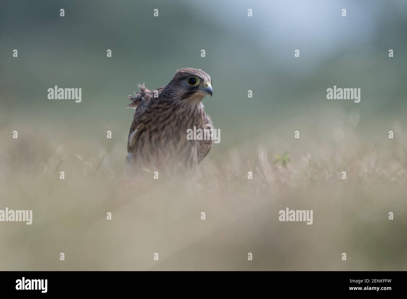 Common kestrel (Falco tinnunculus) in De Biesbosch National Park. Stock Photo