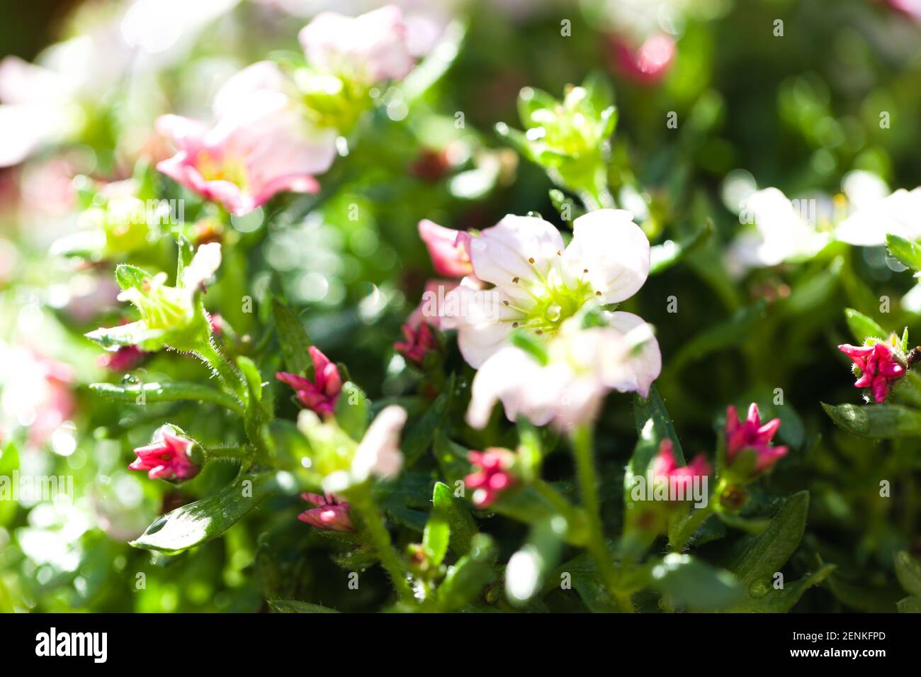 Close-up of White & Pink flowering Saxifraga × arendsii Stock Photo