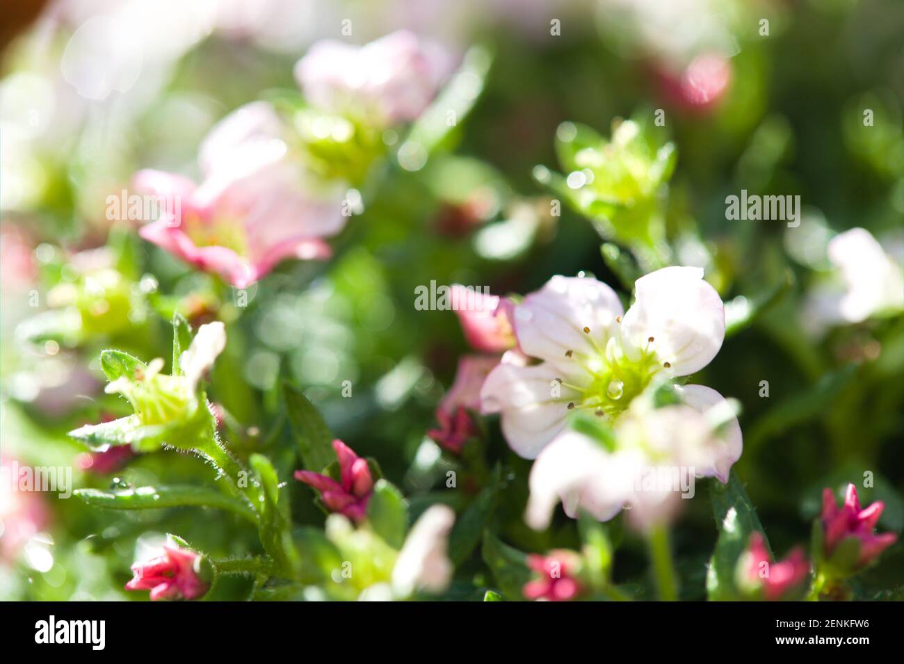 Alpine Gardening - Close-up of Fresh Delicate Star-shaped White & Pink Saxifraga arendsii Stock Photo