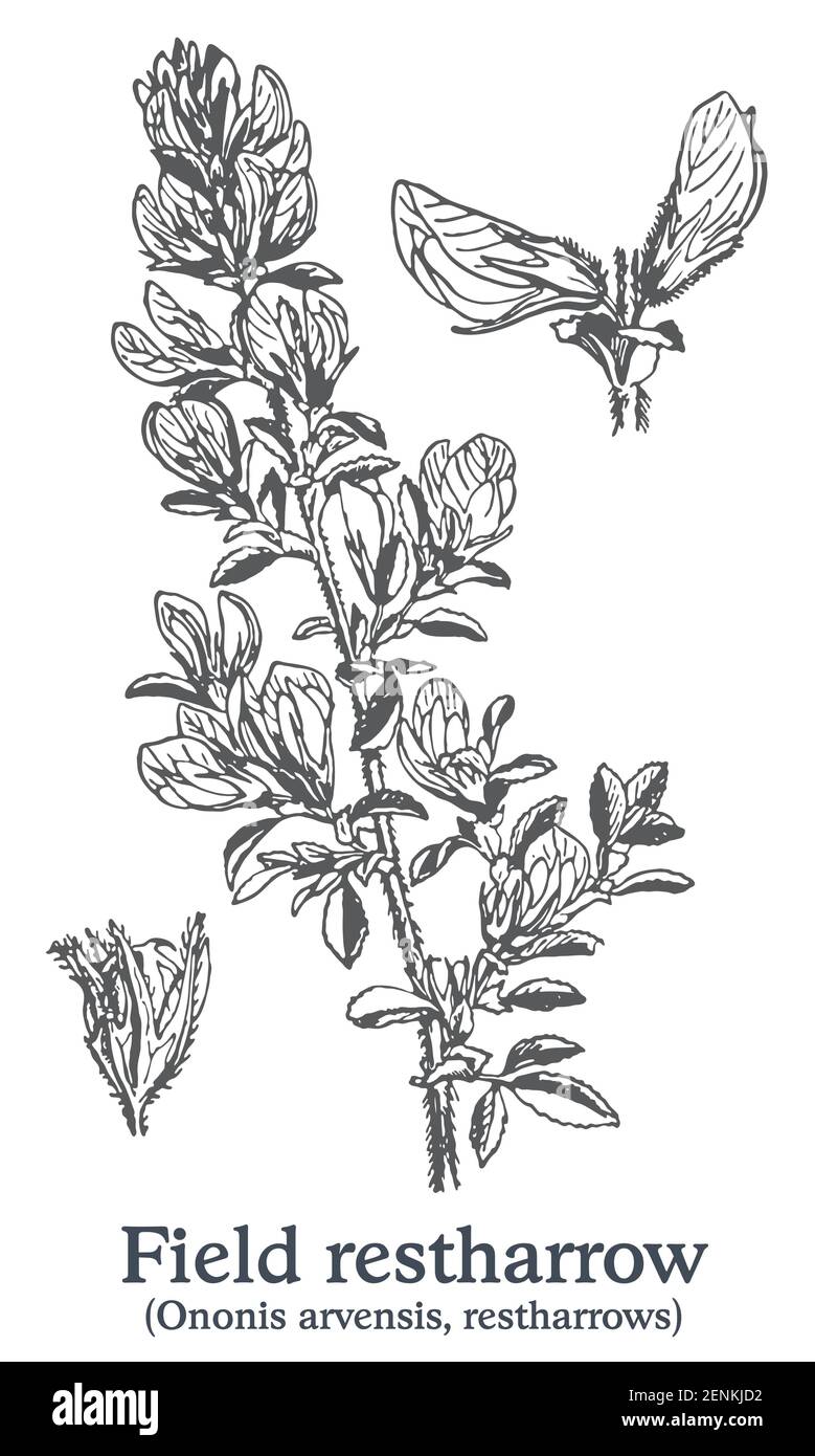 Field restharrow. Vector hand drawn plant. Vintage medicinal plant sketch. Stock Vector