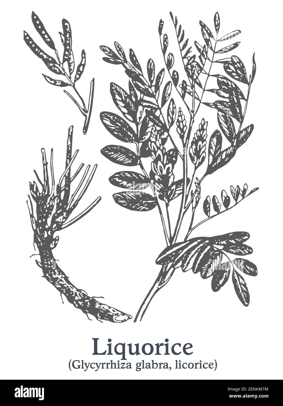 Liquorice. Vector hand drawn plant. Vintage medicinal plant sketch. Stock Vector