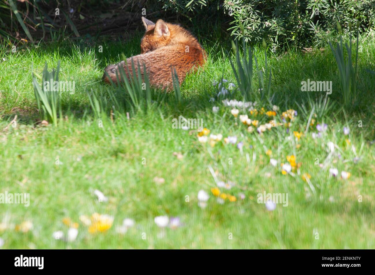 London, UK, 26 February 2021: A sunbathing fox enjoys the mild weather on the lawn of a garden in the London suburb of Clapham. Anna Watson/Alamy Live News Stock Photo