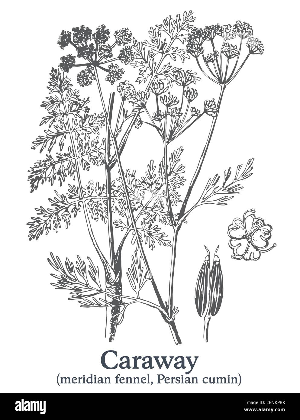 Caraway. Vector hand drawn plant. Vintage medicinal plant sketch Stock