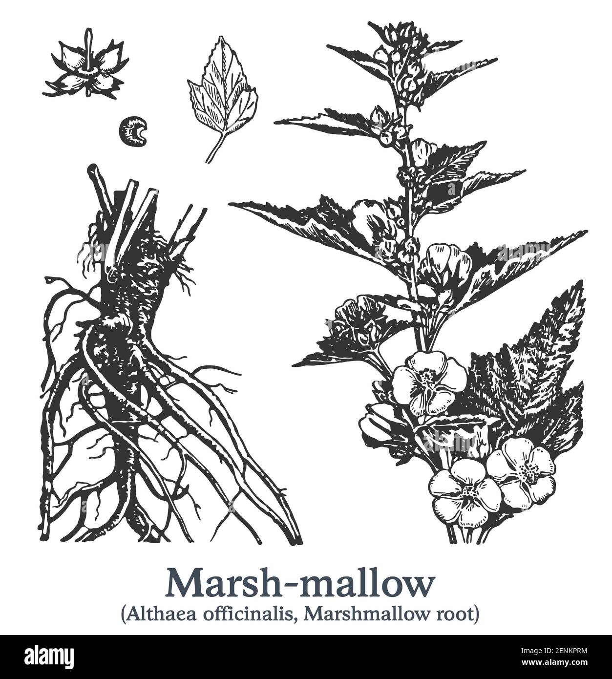 Marsh-mallow. Vector hand drawn plant. Vintage medicinal plant sketch. Stock Vector