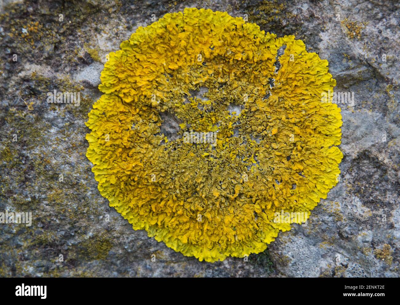 Yellow lichen, a Caloplaca species, growing like a crust on a stone in a Dutch dyke Stock Photo