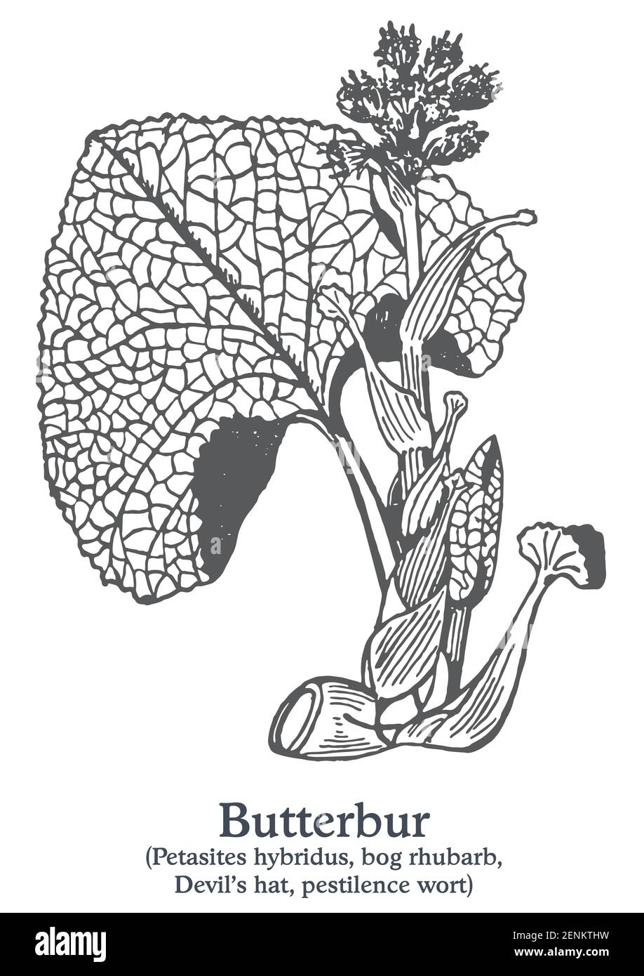 Butterbur. Vector hand drawn plant. Vintage medicinal plant sketch. Stock Vector