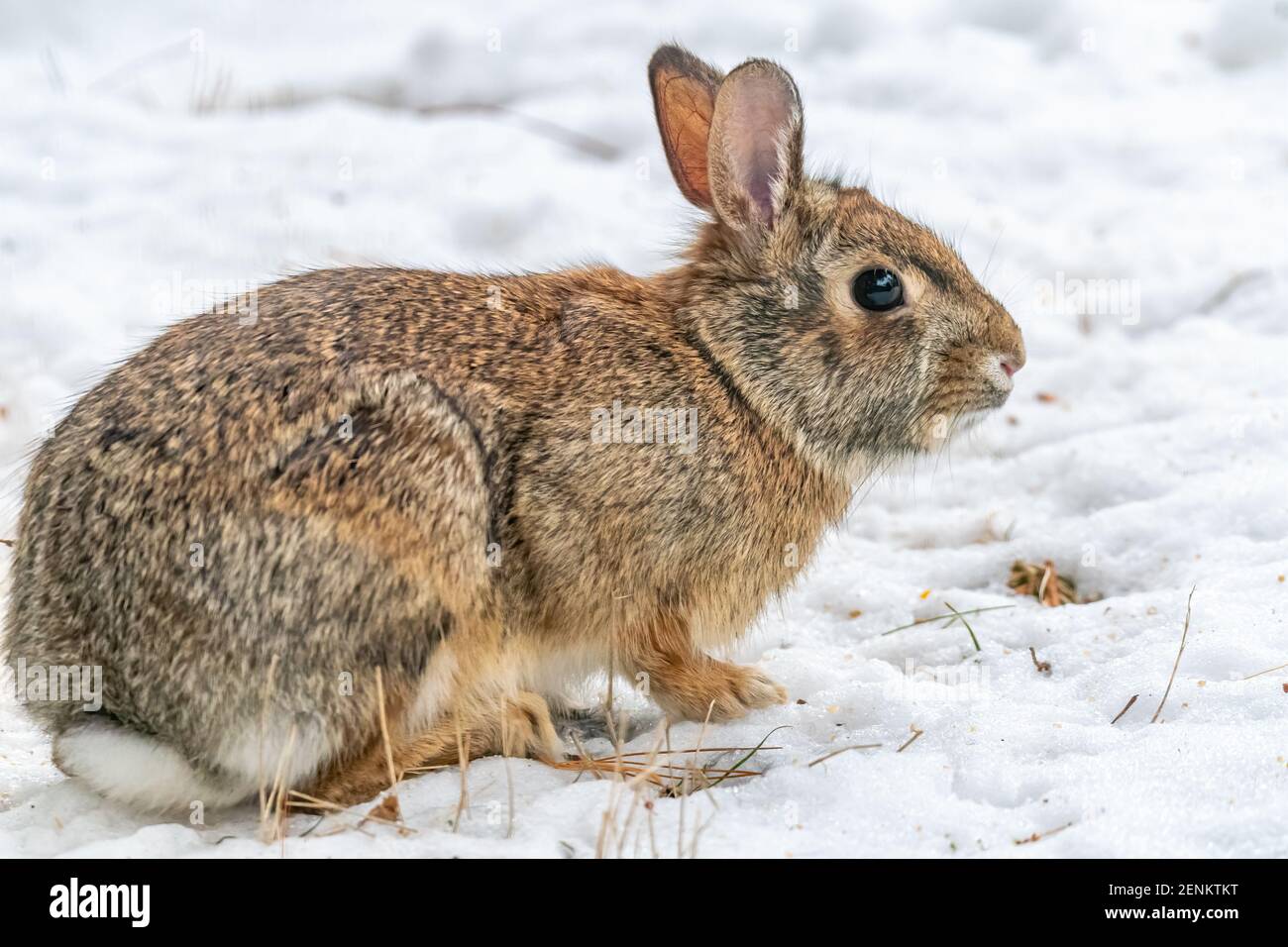 Close up side view of a young Eastern Cottontail Rabbit (Sylvilagus floridanus) standing in snow in the winter. Stock Photo