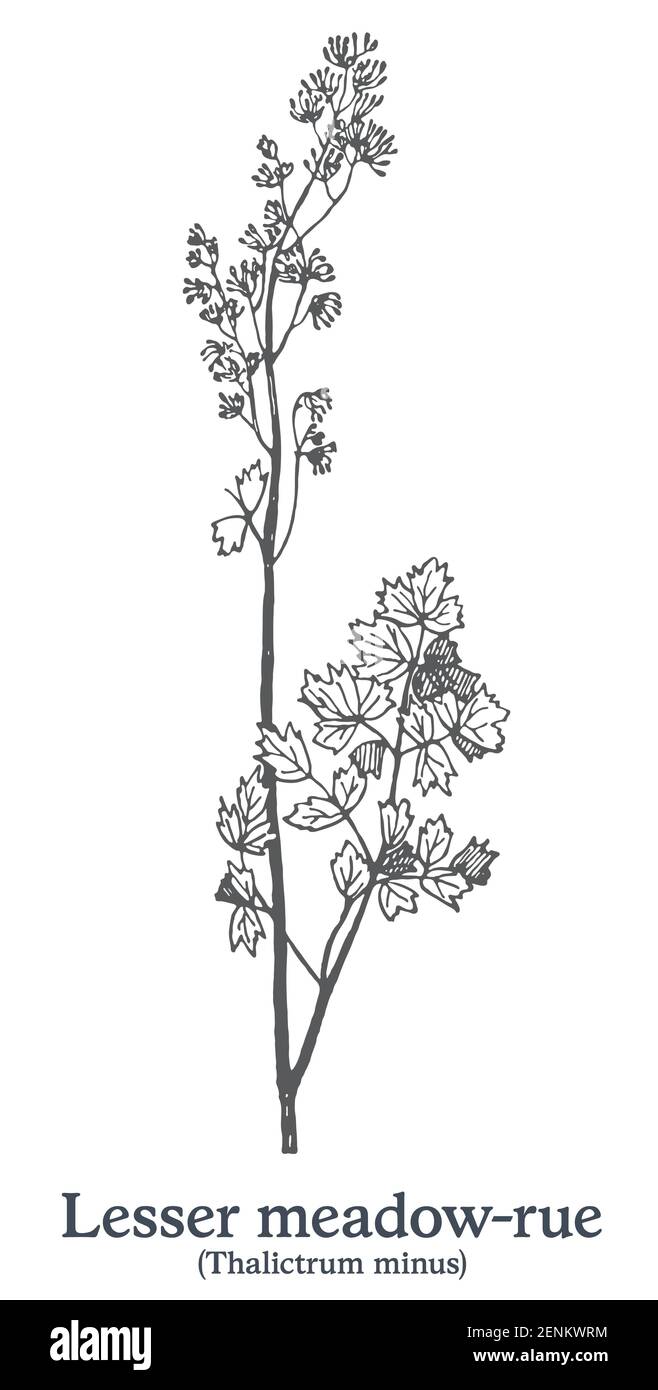Lesser meadow-rue. Vector hand drawn plant. Vintage medicinal plant sketch. Stock Vector