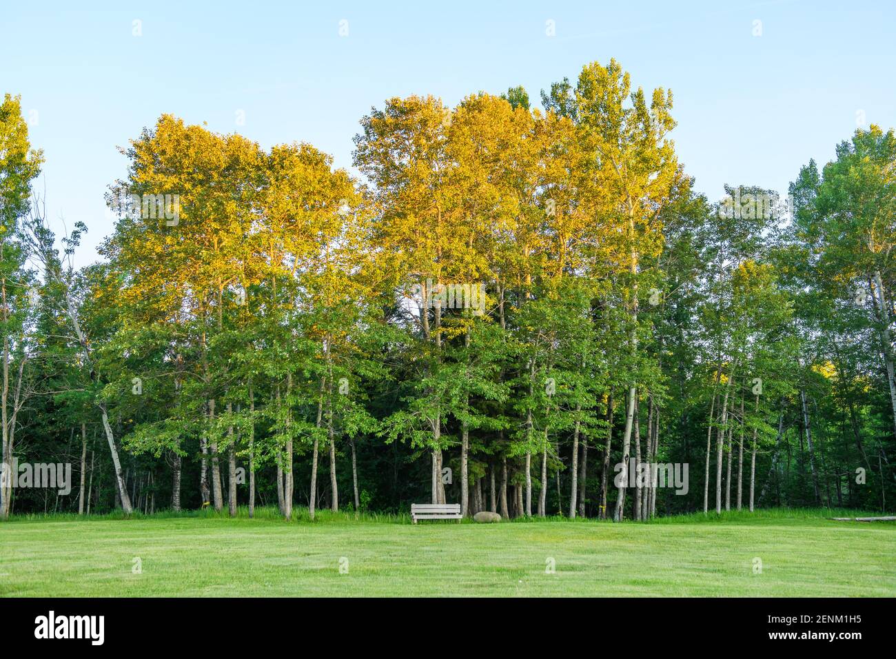 Park with trees, Ontario, Canada Stock Photo