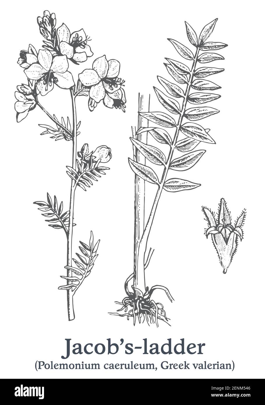 Jacob's-ladder. Vector hand drawn plant. Vintage medicinal plant sketch  Stock Vector Image & Art - Alamy