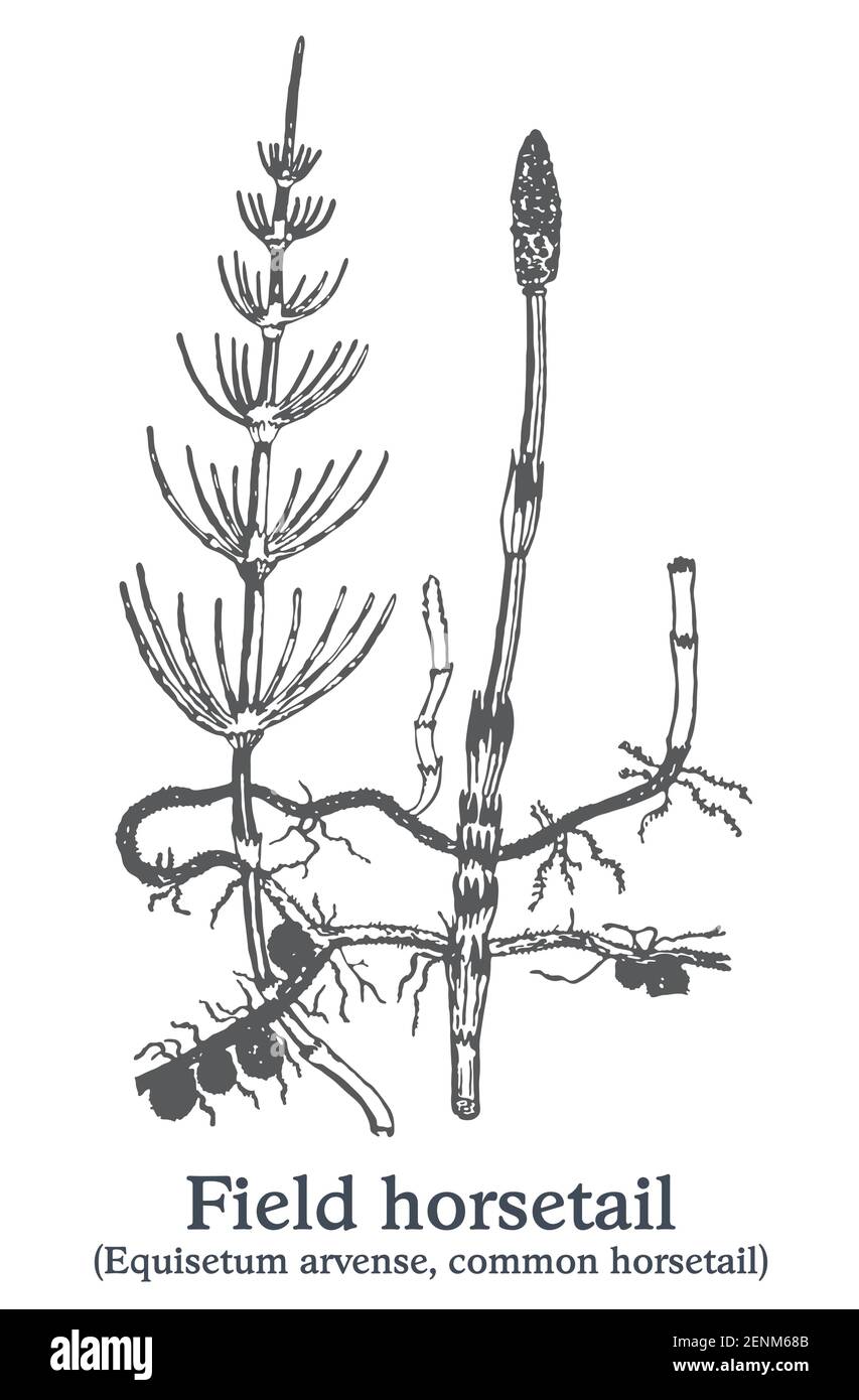 Horsetail Plant Diagram