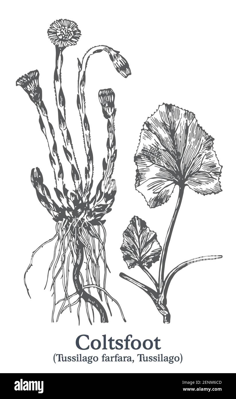 Coltsfoot. Vector hand drawn plant. Vintage medicinal plant sketch. Stock Vector