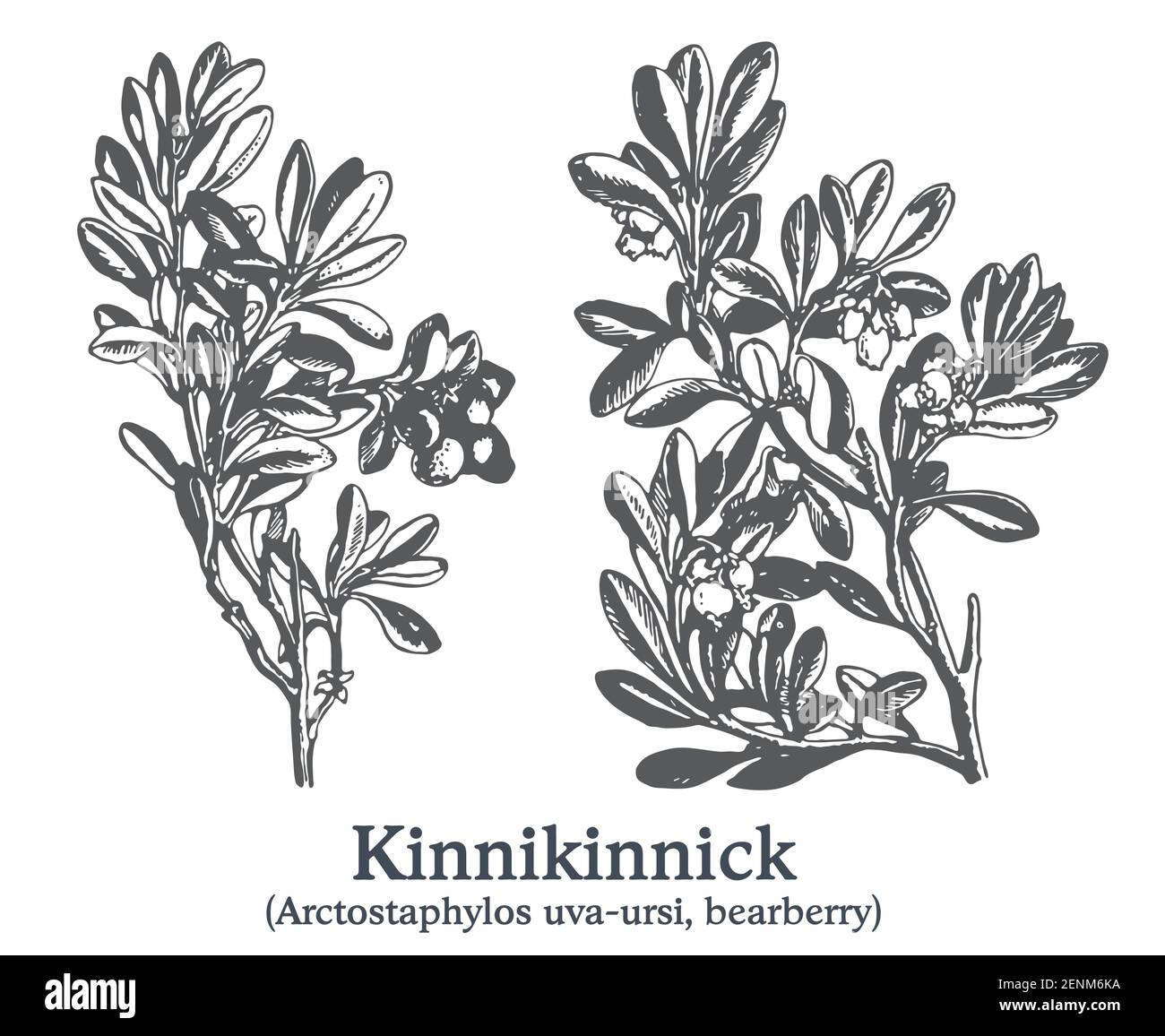 Kinnikinnick. Vector hand drawn plant. Vintage medicinal plant sketch. Stock Vector