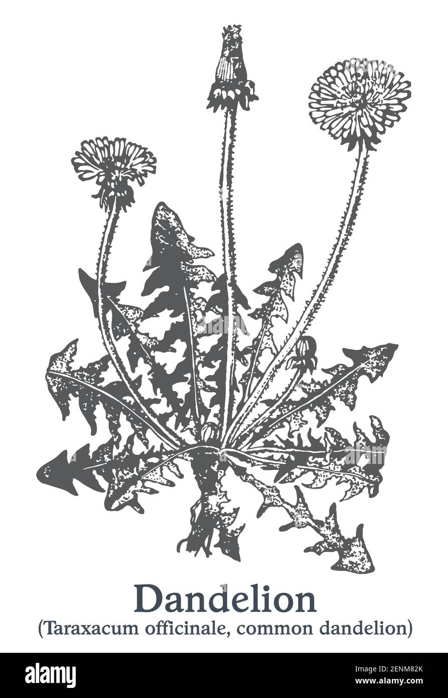 Dandelion. Vector hand drawn plant. Vintage medicinal plant sketch. Stock Vector