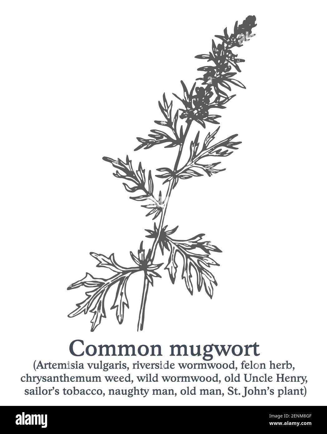 Common mugwort. Vector hand drawn plant. Vintage medicinal plant sketch. Stock Vector