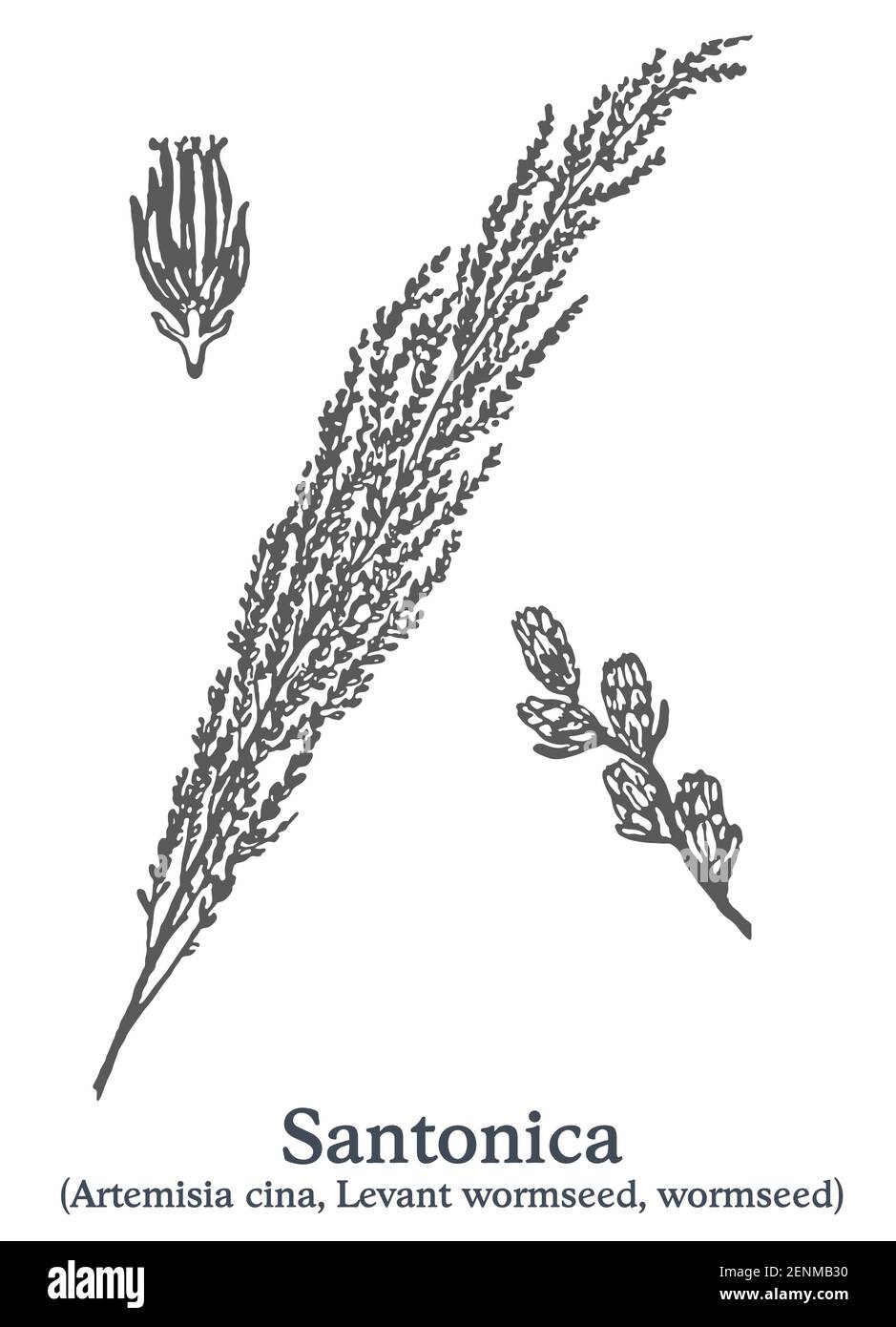 Santonica. Vector hand drawn plant. Vintage medicinal plant sketch. Stock Vector
