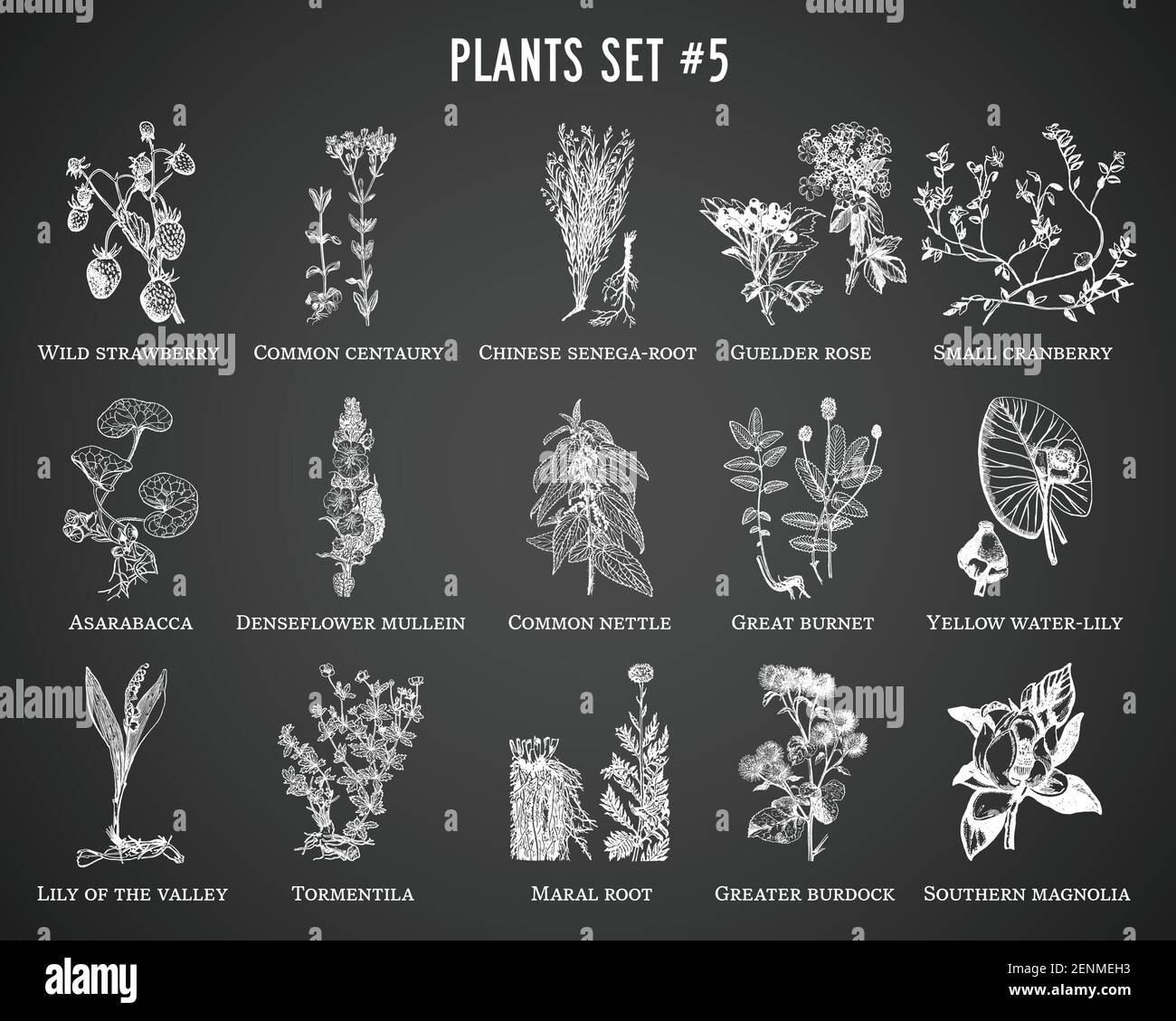 Vector hand drawn plants set on black background Stock Vector
