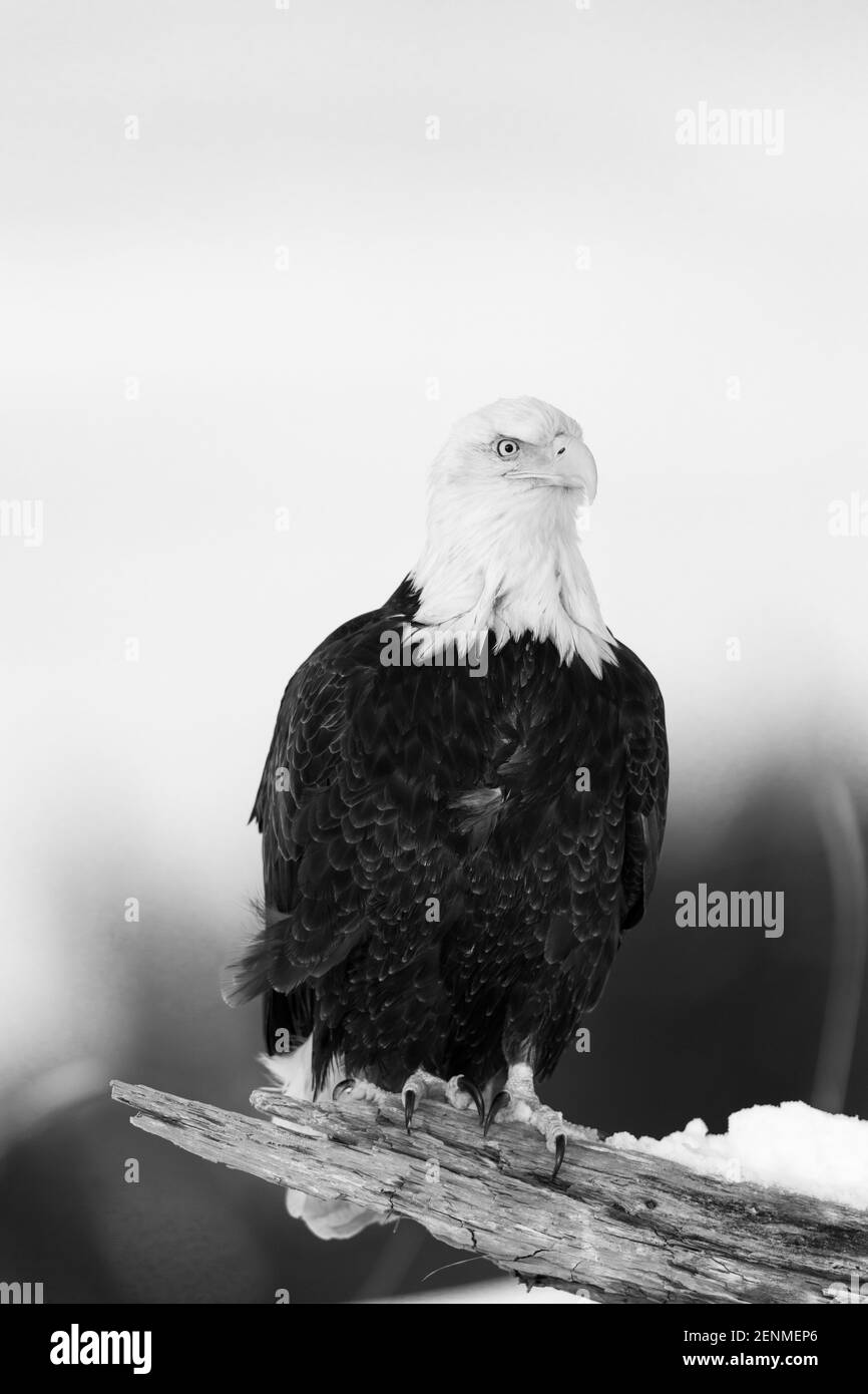 North america bald eagle Black and White Stock Photos & Images - Alamy
