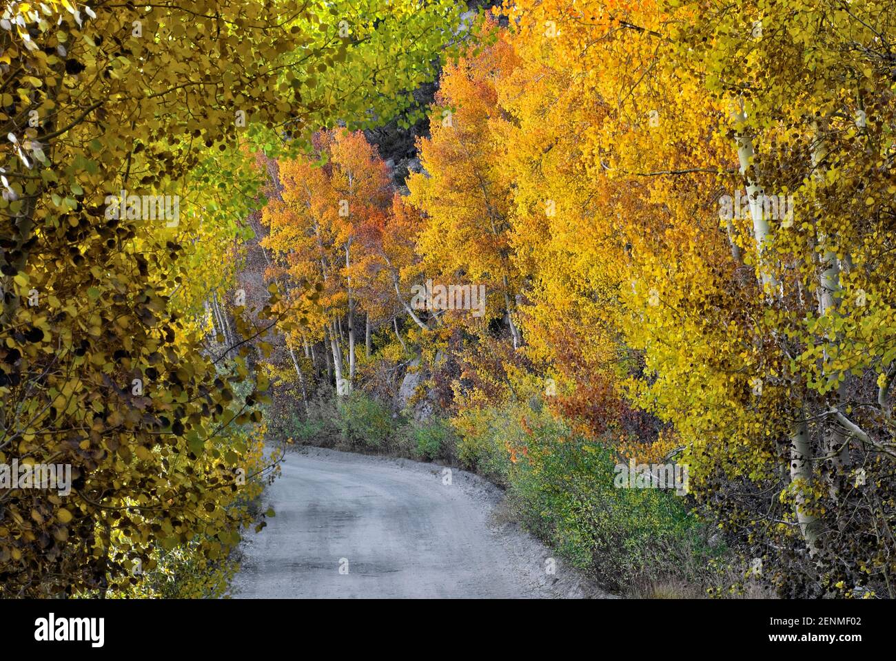 With fall colored inyo national forest eastern sierra nevada mountains