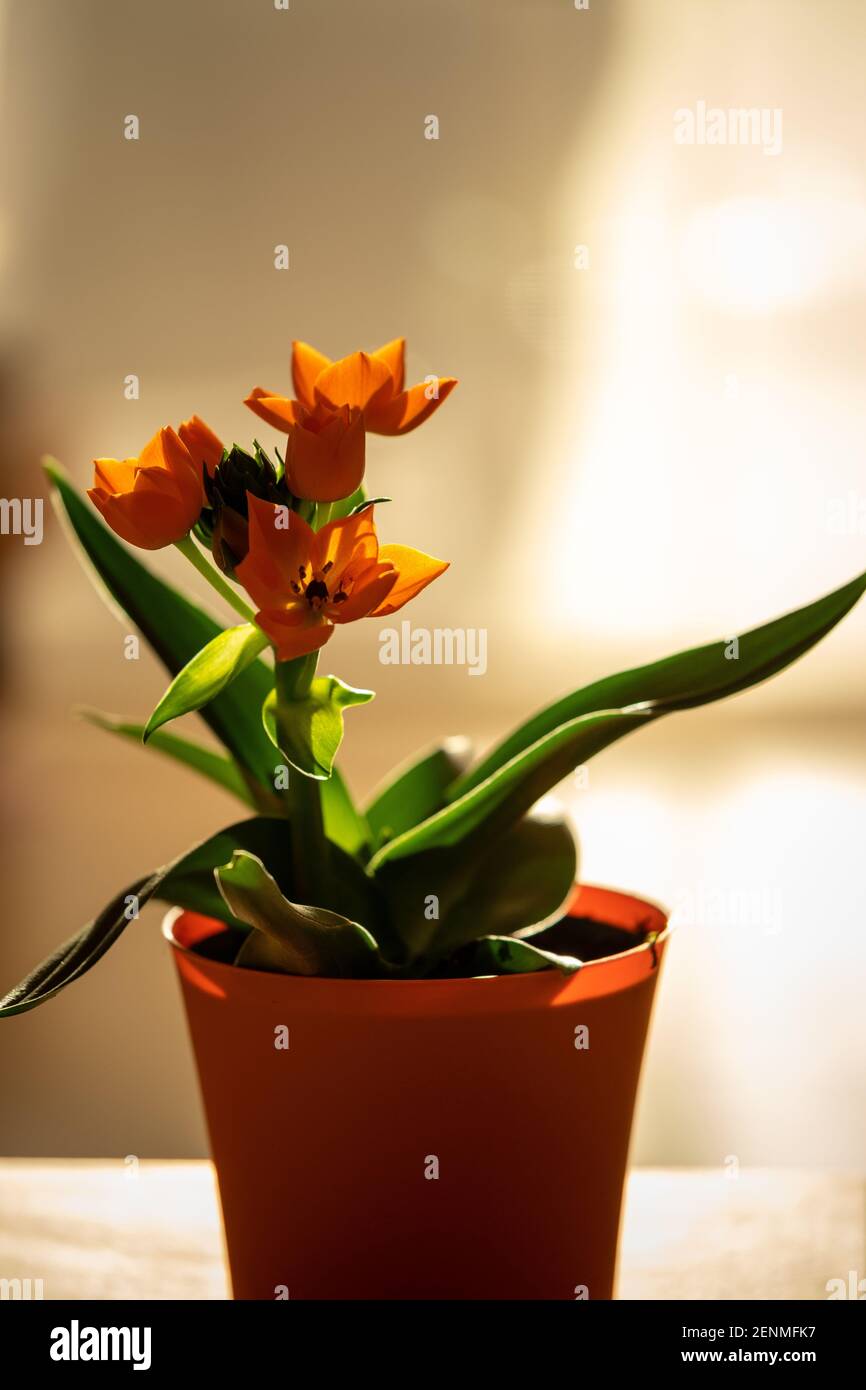 Orange Star of Bethlehem in an orange flower pot Stock Photo Alamy
