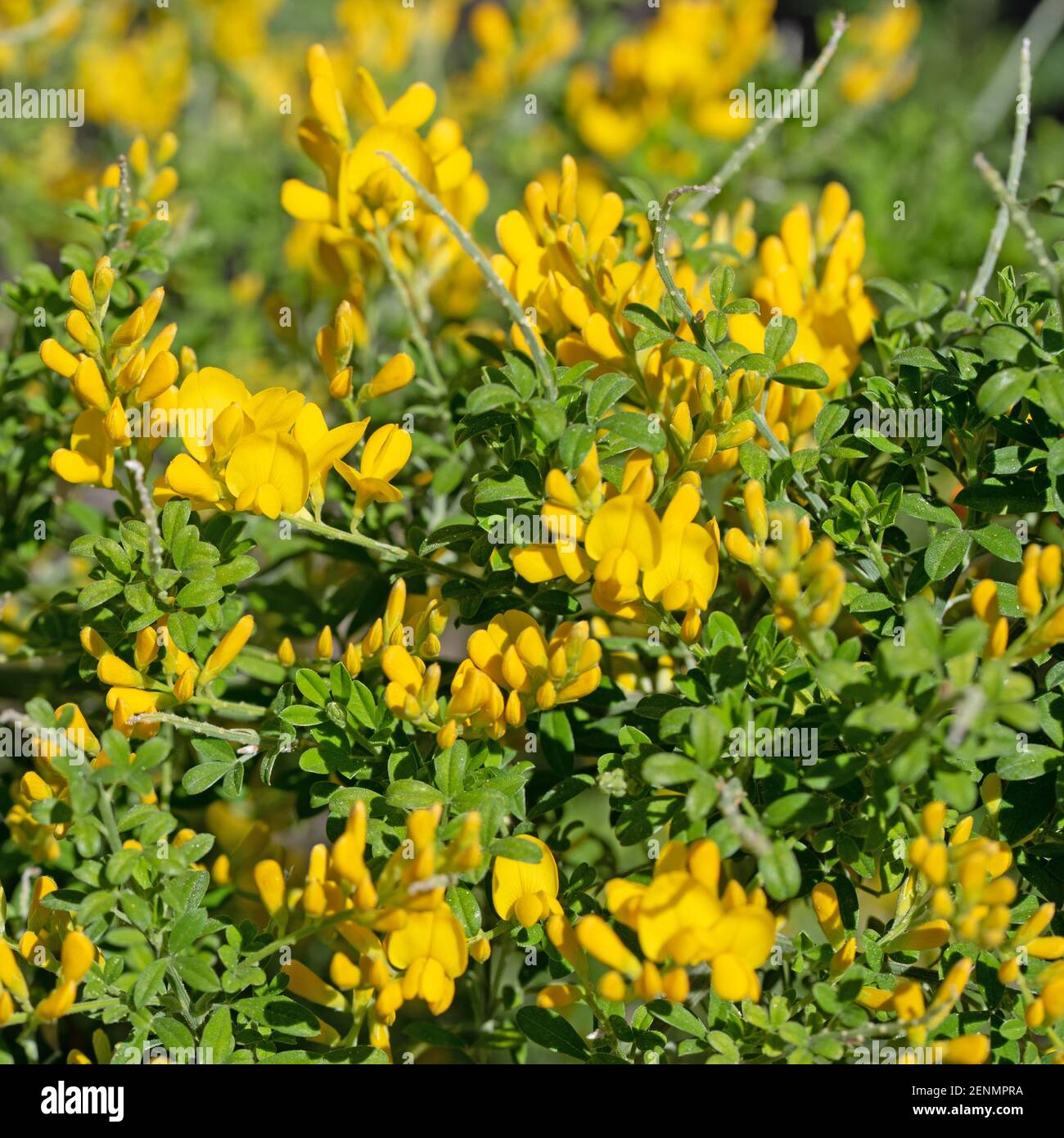 Flowering broom, genista, in spring Stock Photo Alamy