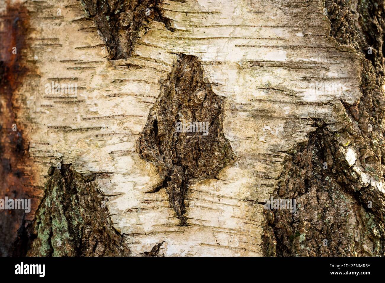 Close-Up Bark of a Birch Tree Stock Photo