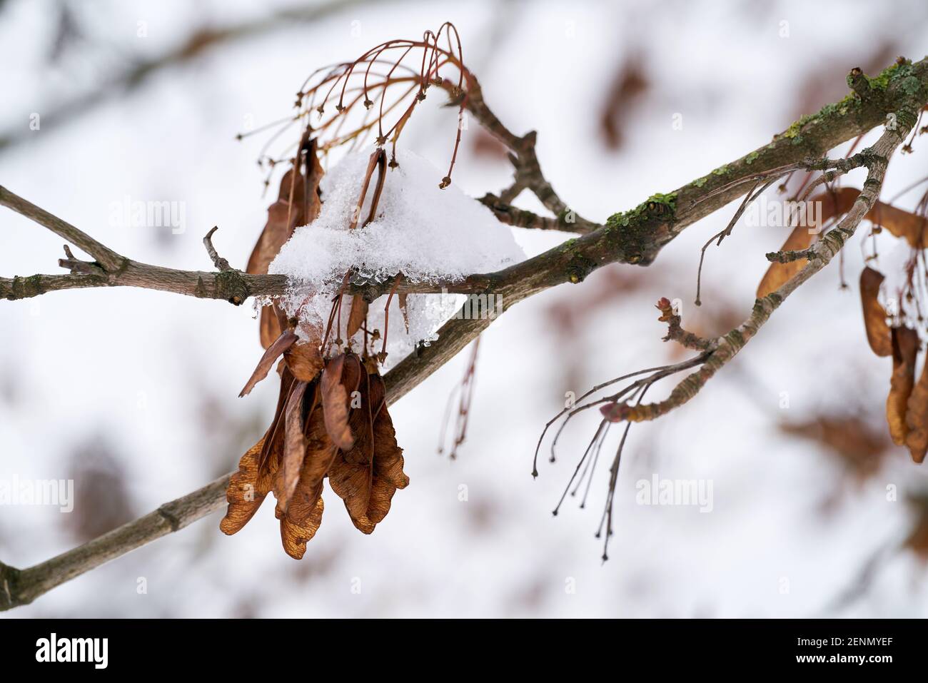 Seeds of a sycamore maple (Acer pseudoplatanus) in the forest in winter Stock Photo