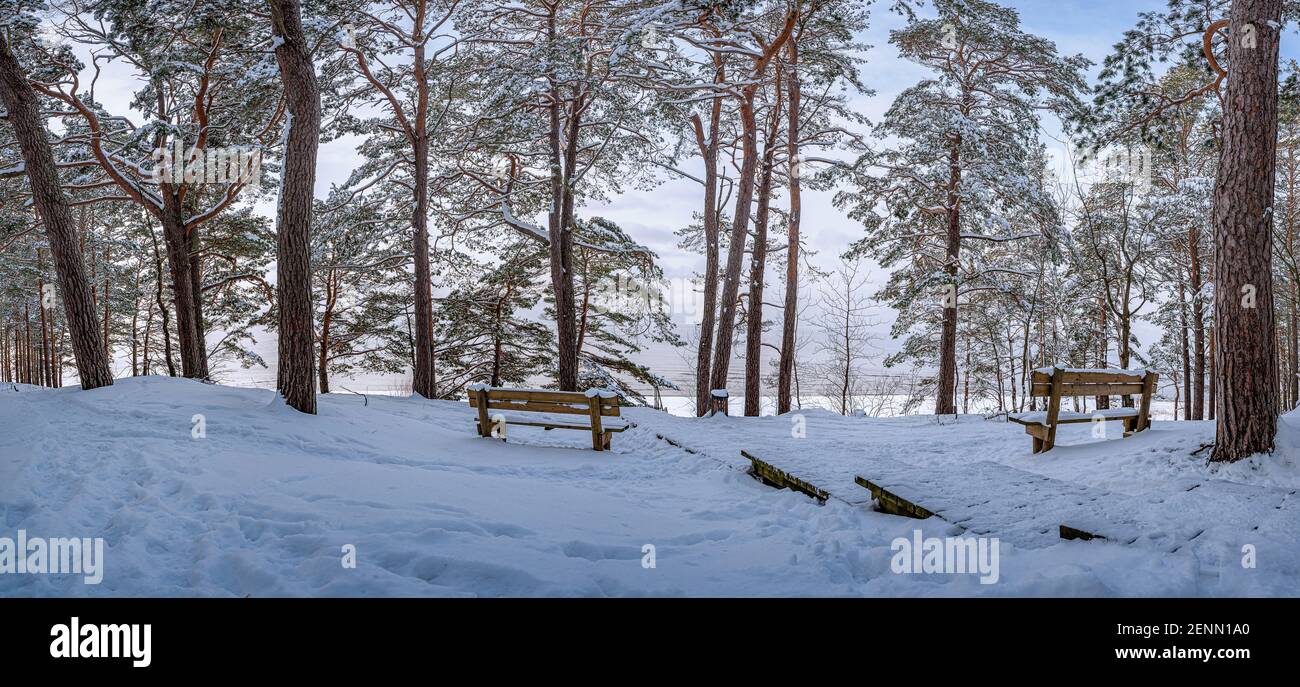 Forest near Baltic sea with a bench under trees. Romantic mood in coniferous forest near sea. An empty wooden benches in the forest with view to sea. Stock Photo