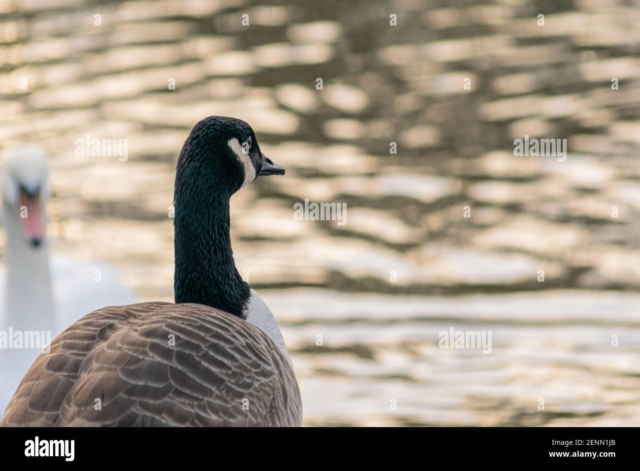 A gooses breeding hi-res stock photography and images - Alamy